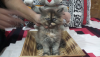 3 Persian Cats